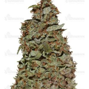 Californian Snow Auto (FastBuds)