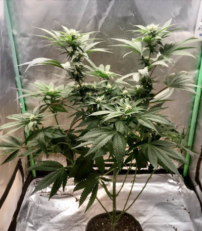 Eleven Roses fem (Delicious Seeds) семена конопли — изображение 4