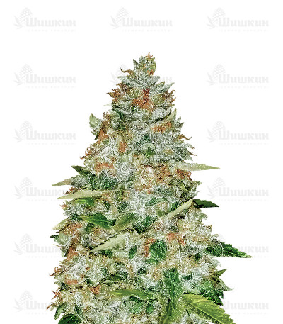 Gorilla Glue (Monster Genetics) семена конопли