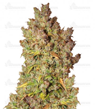 Grapefruit auto (FastBuds) семена конопли