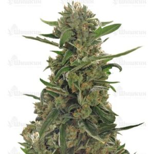 Green Crack auto (FastBuds) семена конопли