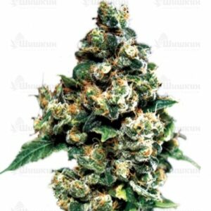 Jack Herer (GHS) семена конопли