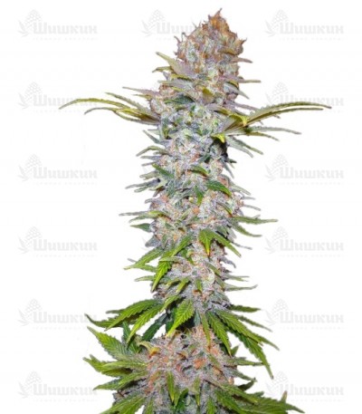 Jock Horror Automatic fem (Nirvana Seeds) семена конопли
