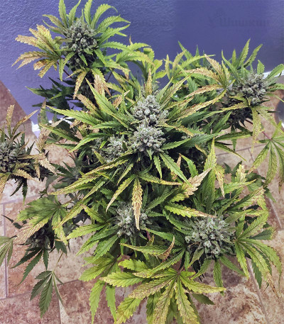 West Coast O.G. auto (FastBuds) семена конопли — изображение 4