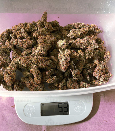 West Coast O.G. auto (FastBuds) семена конопли — изображение 3