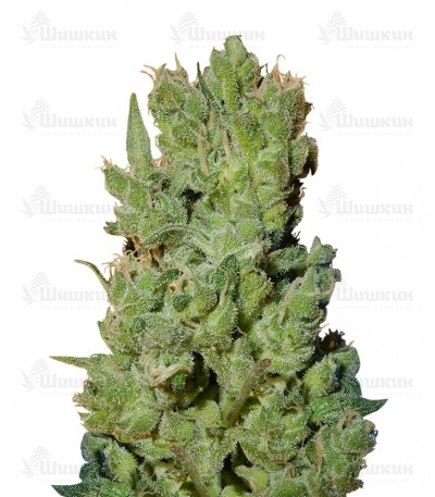 West Coast O.G. auto (FastBuds) семена конопли