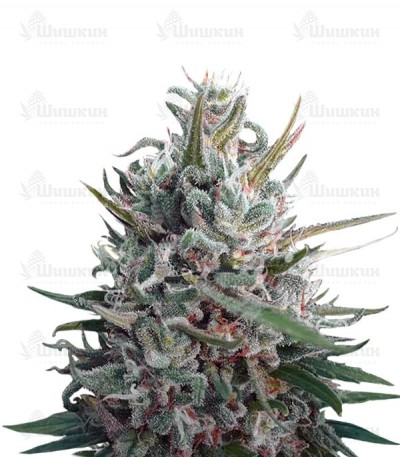 Eleven Roses fem (Delicious Seeds) семена конопли