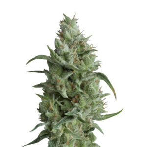 Super OG Kush fem (Pyramid Seeds) семена конопли