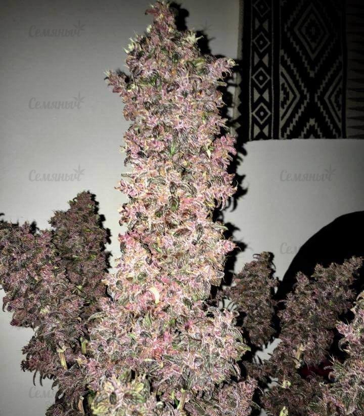 Семена сорта Eleven Roses (Delicious Seeds) — изображение 12