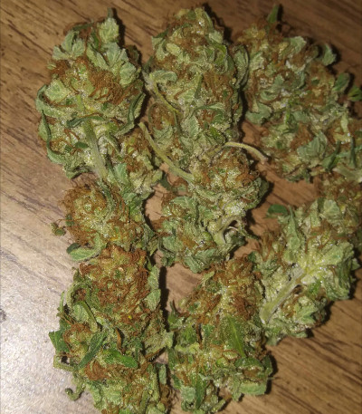 Семена сорта Bruce Banner #3 Fast fem (Original Sensible Seeds) — изображение 4
