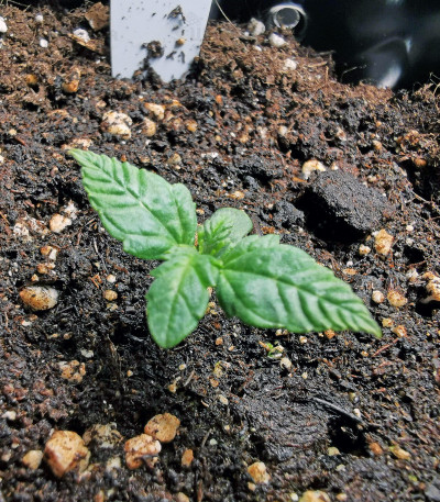 Семена сорта Bruce Banner #3 Fast fem (Original Sensible Seeds) — изображение 3
