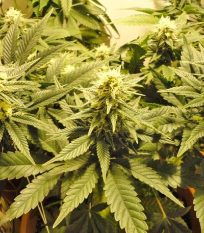 Caramelo fem (Delicious Seeds) семена конопли — изображение 3