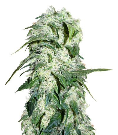 Семена сорта Himalaya Gold fem (GHS)