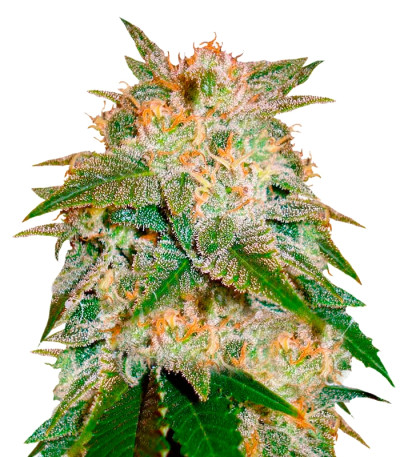 Семена сорта La Bella Afrodita (Delicious Seeds)