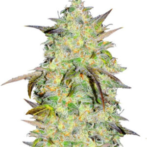 Семена сорта Marmalate Early Version (Delicious Seeds)