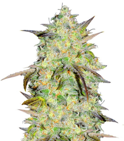 Семена сорта Marmalate Early Version (Delicious Seeds)