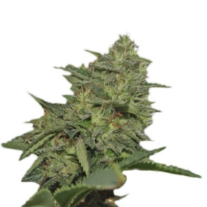 Original Cheese IBL fem (Paradise Seeds) семена конопли