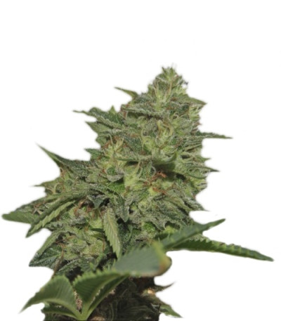Original Cheese IBL fem (Paradise Seeds) семена конопли