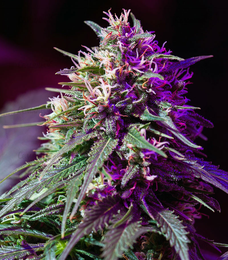 Семена сорта Devil Cream Auto (Sweet Seeds) — изображение 3