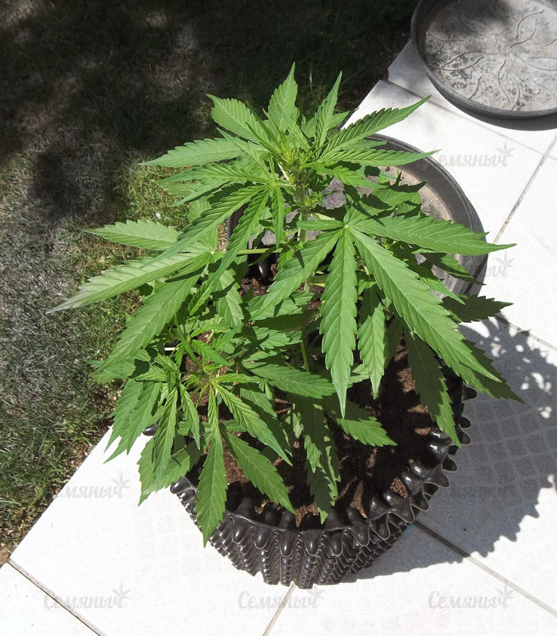 Семена сорта Devil Cream Auto (Sweet Seeds) — изображение 4