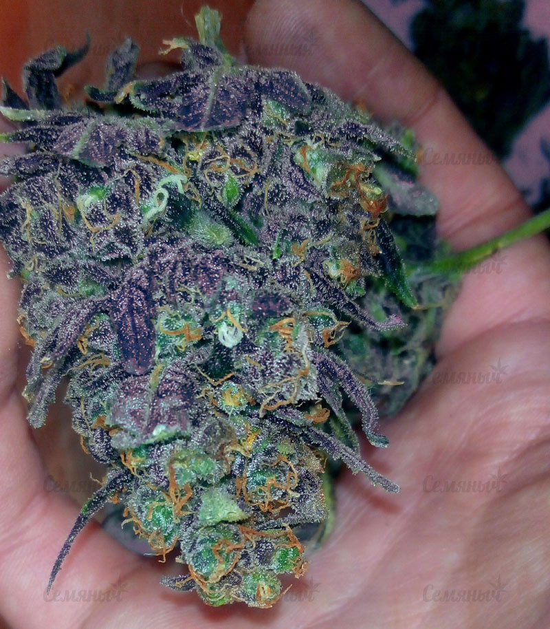 Семена сорта Devil Cream Auto (Sweet Seeds) — изображение 5