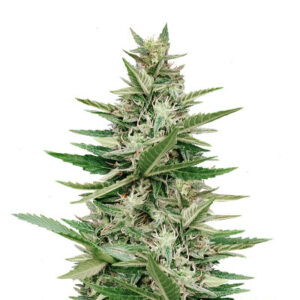 Семена сорта Purple Haze Auto fem (Original Sensible Seeds)