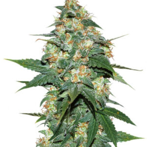 Skunk 47 fem (World of Seeds) семена конопли