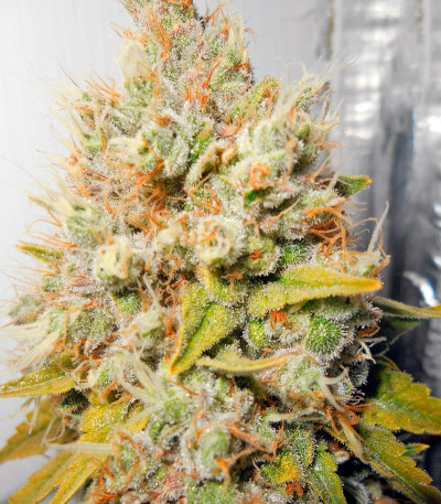 Семена сорта Super Hash fem (Pyramid Seeds) — изображение 3