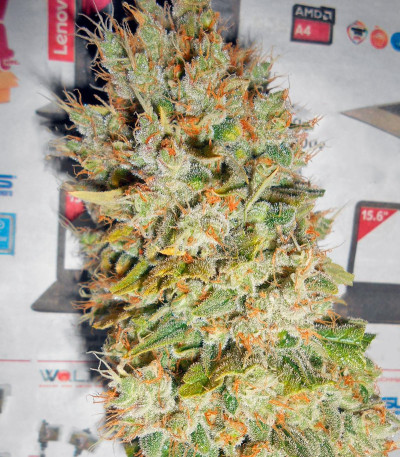 Семена сорта Super Hash fem (Pyramid Seeds) — изображение 4