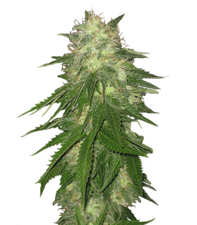 Семена сорта Super Hash fem (Pyramid Seeds)