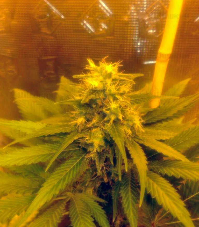 Семена сорта Cream Mandarine F1 Fast Version fem (Sweet Seeds) — изображение 3