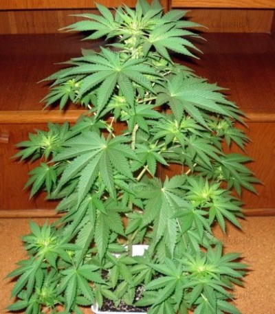Jack La Mota fem (Medical Seeds) семена конопли — изображение 4
