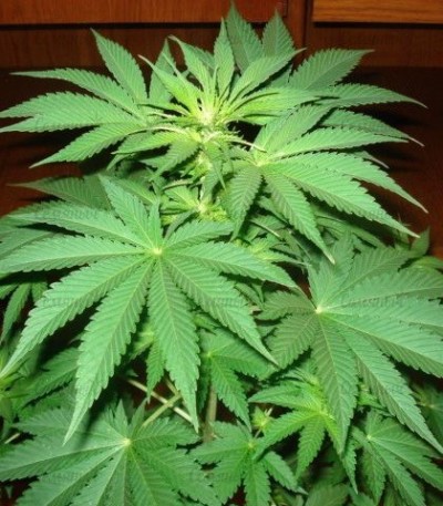 Jack La Mota fem (Medical Seeds) семена конопли — изображение 5