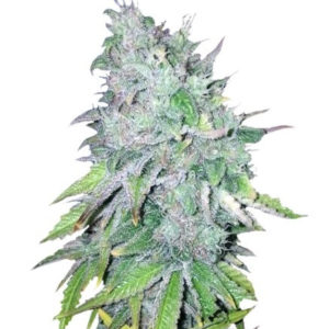Семена сорта AK-48 regular (Nirvana Seeds)