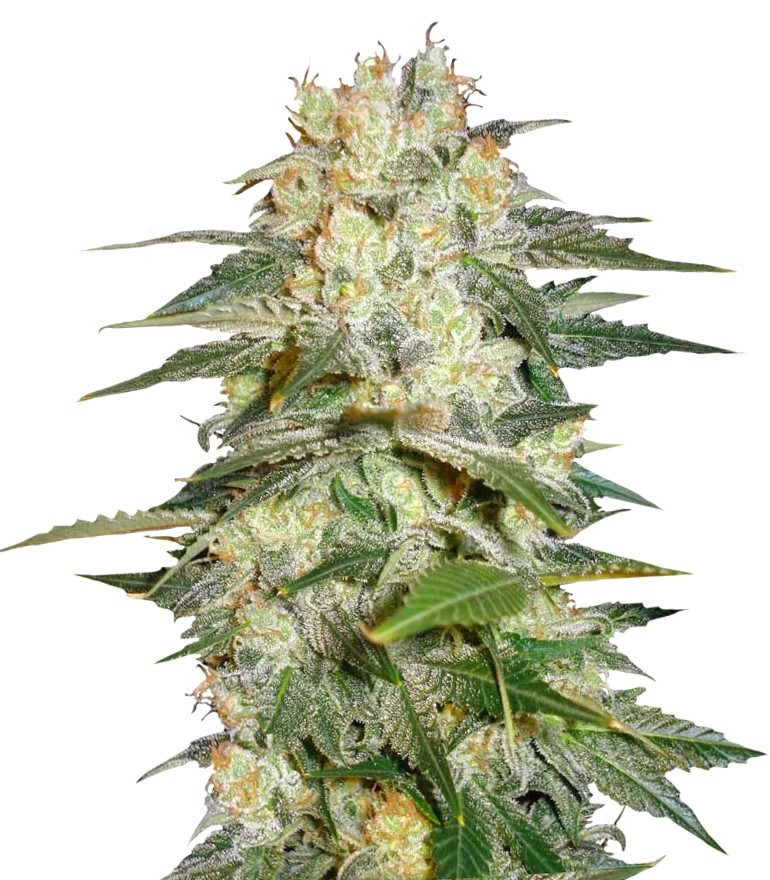 Семена сорта Afghan Kush Ryder auto fem (World of Seeds)