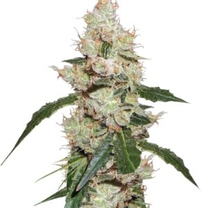 Семена сорта Afghan Kush X White Widow (World of Seeds)