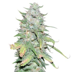 Семена сорта Afghan Kush X Yumbolt (World of Seeds)