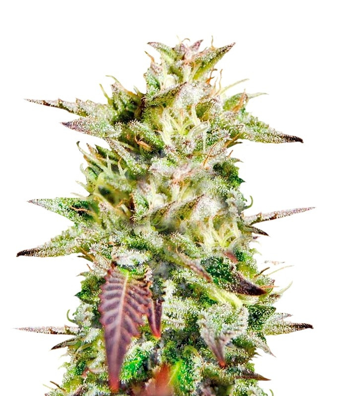 Семена сорта Caramelo regular (Delicious Seeds)