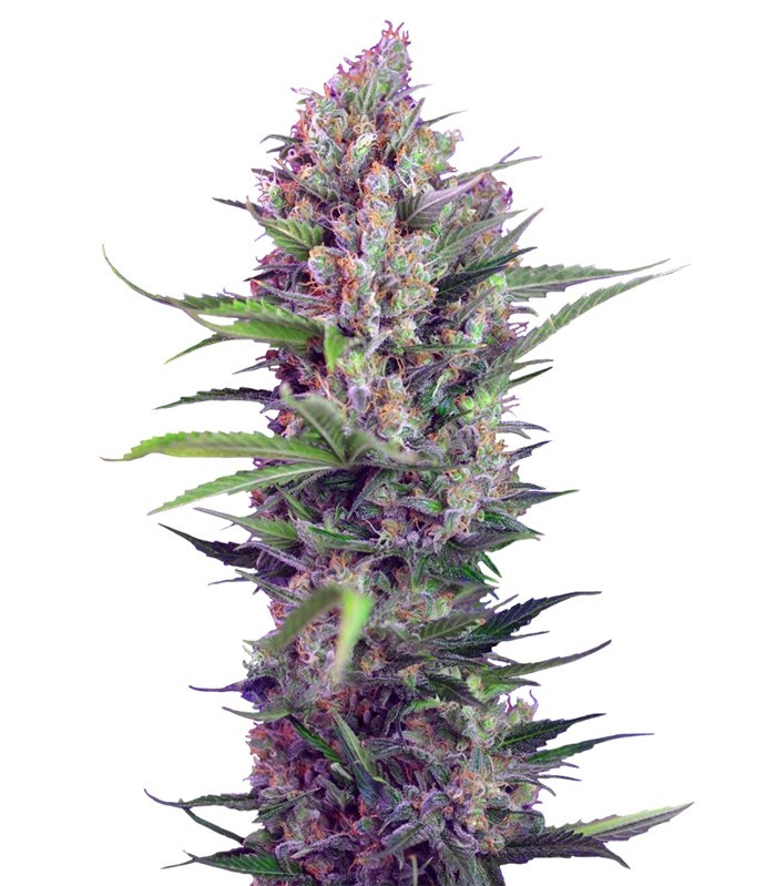 Семена сорта Cream Mandarine F1 Fast Version fem (Sweet Seeds)