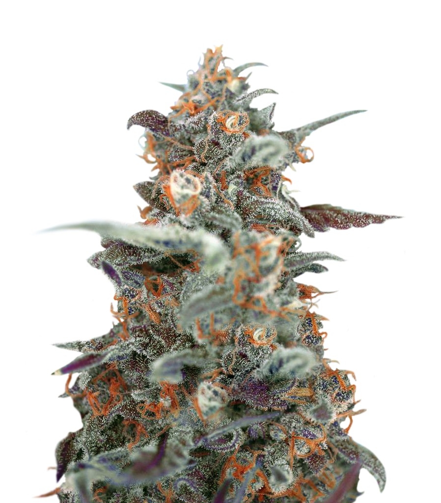 Семена сорта Devil Cream Auto (Sweet Seeds)