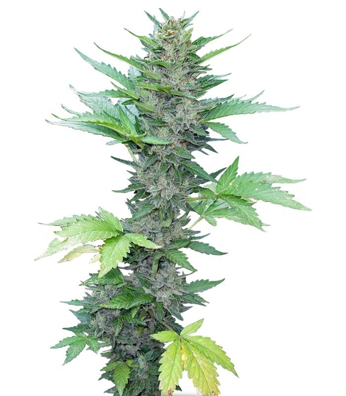 Семена сорта Green Poison F1 Fast Version fem(Sweet Seeds)