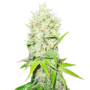 Jack La Mota fem (Medical Seeds) семена конопли