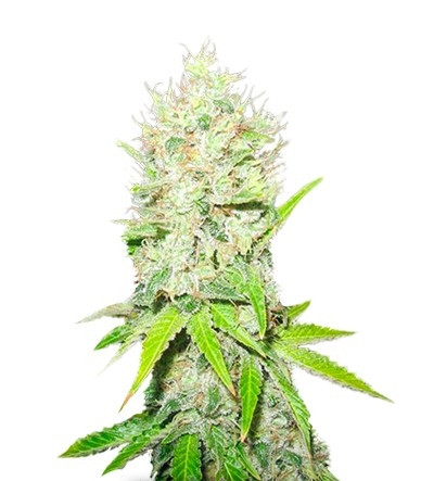 Jack La Mota fem (Medical Seeds) семена конопли