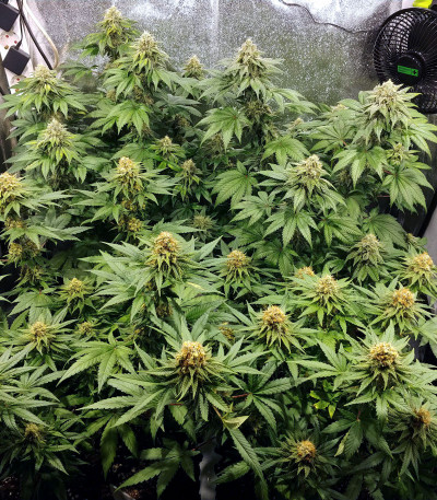 Семена сорта Zkittlez fem (Original Sensible Seeds) — изображение 3