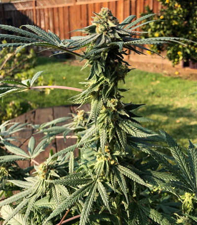 Семена сорта Zkittlez fem (Original Sensible Seeds) — изображение 4