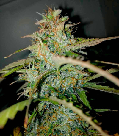 Auto AK-77V fem (Victory Seeds) — изображение 3