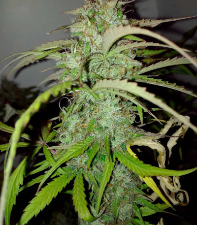 Auto AK-77V fem (Victory Seeds) — изображение 6