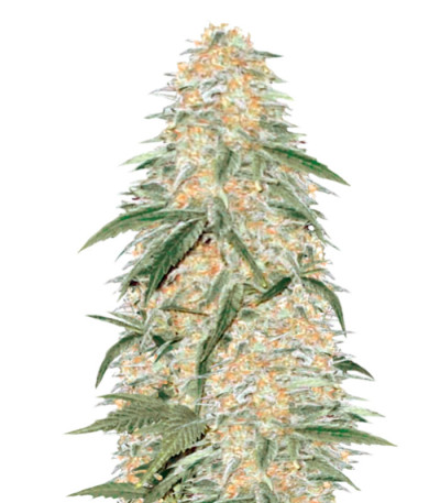 Auto AK-77V fem (Victory Seeds)