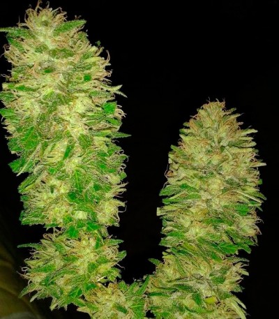Cotton Candy Kush fem (Delicious Seeds) — изображение 3