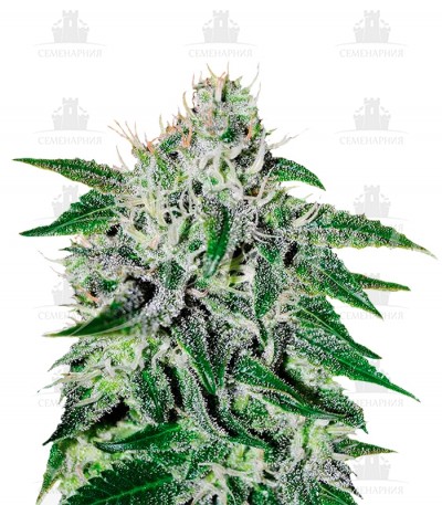 Critical Jack Herer fem (Delicious Seeds)